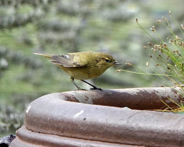 chiffchaff